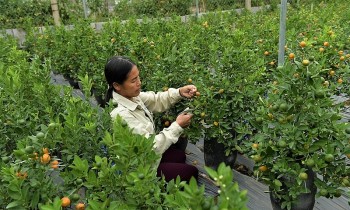 "Độc nhất vô nhị" quất hình hồ lô "cháy hàng" dịp Tết Nguyên đán 2024