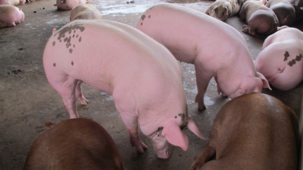 Giá heo hơi hôm nay 14/1: Xu hướng tăng vẫn tiếp diễn trong tuần tới?