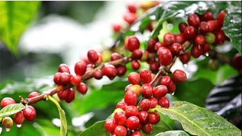 Giá nông sản hôm nay 14/1: Cà phê tăng hơn 2.000 đồng/kg; hồ tiêu giảm đến 4.500 đồng/kg