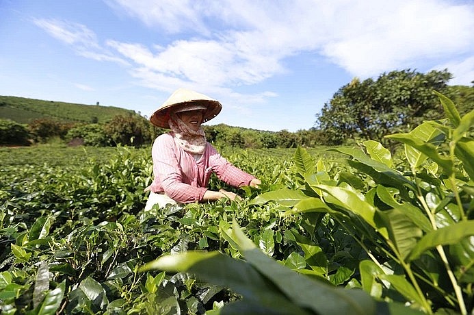 Chậm nâng cao chất lượng sản phẩm khiến xuất khẩu chè sụt giảm mạnh.