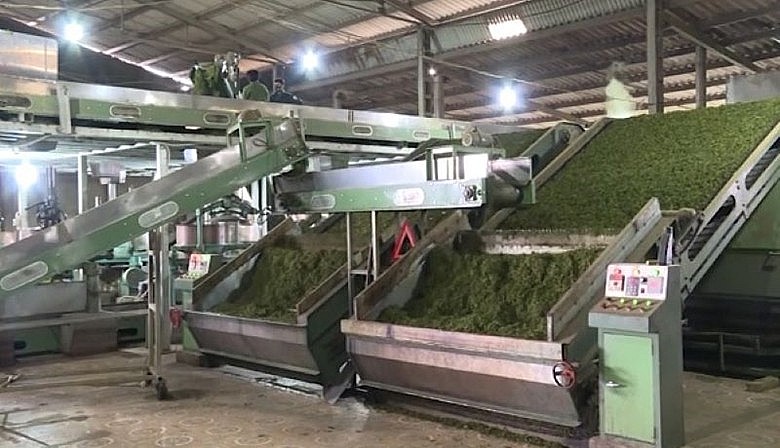 Ứng dụng công nghệ trong sản xuất chè chất lượng.