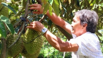 Cấp thêm nhiều mã số vùng trồng, xuất khẩu sầu riêng hướng tới mục tiêu 3,5 tỷ USD