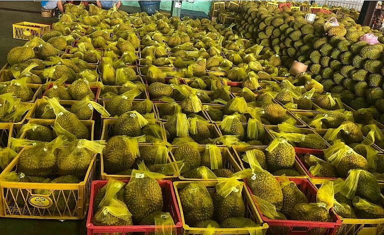 Cấp thêm nhiều mã số vùng trồng, xuất khẩu sầu riêng hướng tới mục tiêu 3,5 tỷ USD.