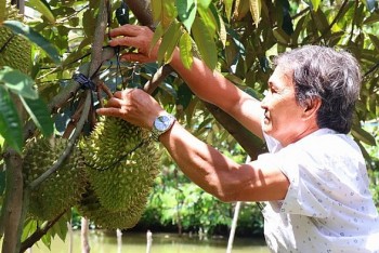 Cấp thêm nhiều mã số vùng trồng, xuất khẩu sầu riêng hướng tới mục tiêu 3,5 tỷ USD