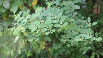 Cây phèn đen - Vị thuốc quý từ thiên nhiên