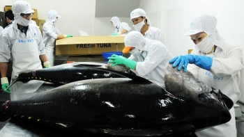 Xuất khẩu cá ngừ sang Canada đang tăng mạnh những tháng cuối năm