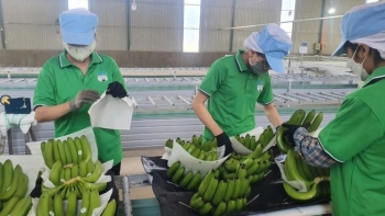 Chuối ế, rớt giá – chuyện không mới của ngành nông nghiệp