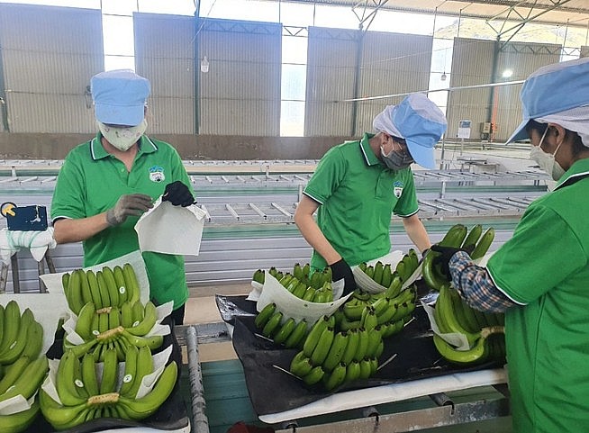 Chuối ế, rớt giá – chuyện không mới của ngành nông nghiệp