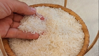 Giá lúa gạo hôm nay ngày 15/1: Duy trì ổn định, giao dịch sôi động phiên đầu tuần