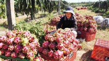 Hướng đến mục tiêu xuất khẩu sản phẩm trồng trọt trên 26 tỷ USD