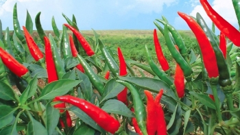 Xuất khẩu ớt tăng vọt 107% so với năm 2022