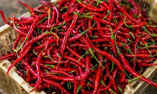 Hiện, giá ớt tại vườn đang dao động 38.000-40.000 một kg. 