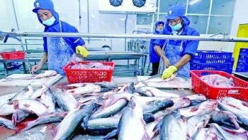 Thêm cơ hội cho cá tra Việt Nam tại thị trường Mỹ và EU