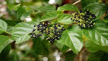 Cây vọng cách - Rau gia vị, vị thuốc quý