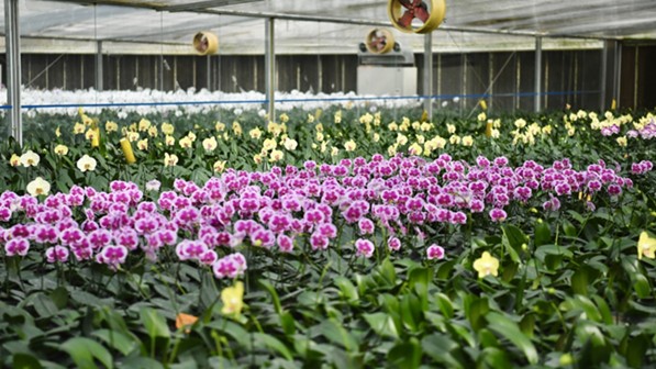 Bật mí cách chọn hoa lan hồ điệp chơi Tết đẹp đúng chuẩn