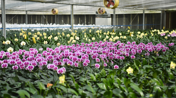 Bật mí cách chọn hoa lan hồ điệp chơi Tết đẹp đúng chuẩn