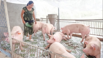 Giá heo hơi hôm nay 18/1: Tiếp tục tăng tại nhiều địa phương