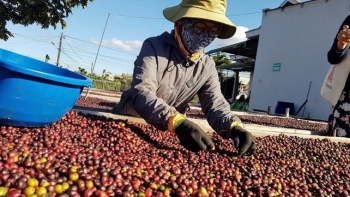Năm 2024, ngành cà phê Việt Nam sẽ tiếp tục được hưởng lợi?