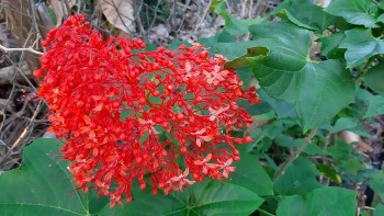 Xích đồng nam - Vị thuốc quý cho sức khỏe