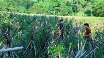 Bắc Kạn sẽ trở thành thủ phủ trồng cây dược liệu trong tương lai gần