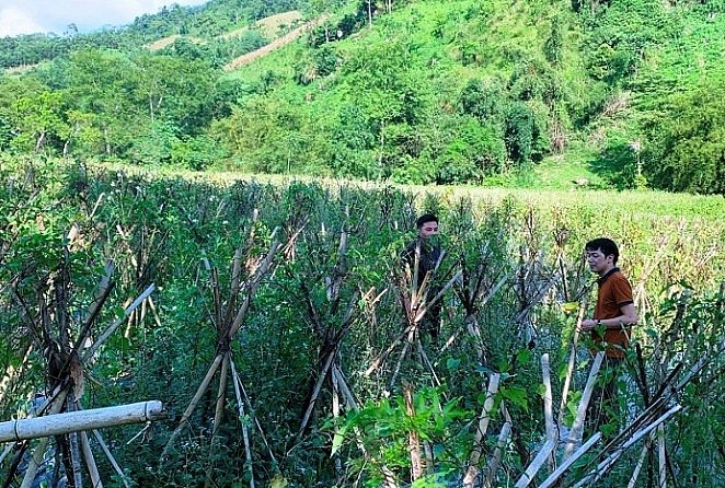 Bắc Kạn Xây dựng được một số mô hình trồng cây dược liệu