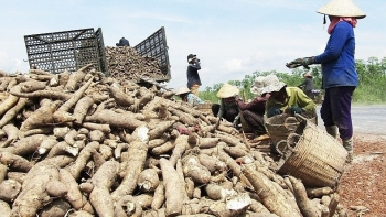Loại củ xưa ăn chống đói, nay xuất khẩu thu về 1,3 tỷ USD