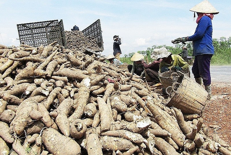 Loại củ xưa ăn chống đói, nay xuất khẩu thu về 1,3 tỷ USD.