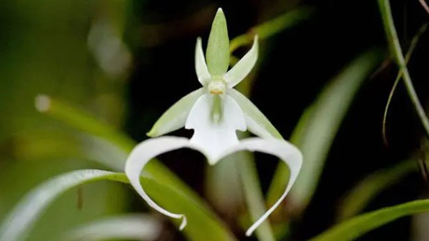 Loài hoa nghe tên là rợn tóc gáy lại cực quý hiếm, cả thế giới có 3.000 cây