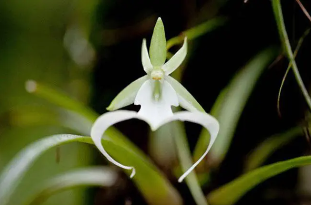 Phong lan ma Phong lan ma