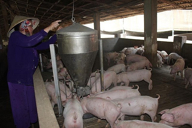 Heo nhập lậu ồ ạt vào Việt Nam, người chăn nuôi Đồng Nai cầu cứu Thủ tướng.