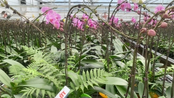 Năm 2023, giá trị ngành hoa và cây cảnh đạt 45.000 tỷ đồng