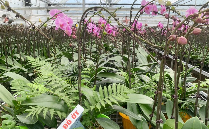 Năm 2023, giá trị ngành hoa và cây cảnh đạt 45.000 tỷ đồng. Năm 2023, giá trị ngành hoa và cây cảnh đạt 45.000 tỷ đồng.