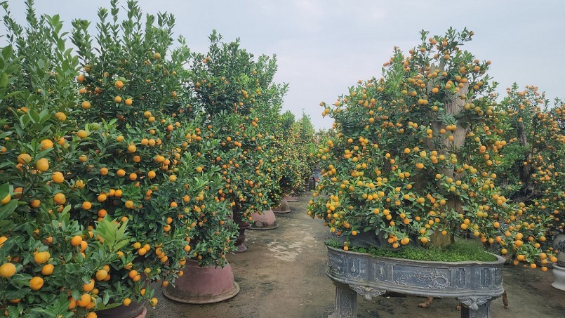 Làng cây cảnh Tứ Liên (quận Tây Hồ, Hà Nội) Làng cây cảnh Tứ Liên (quận Tây Hồ, Hà Nội)