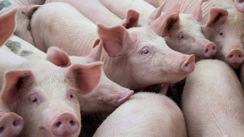 Giá heo hơi hôm nay 20/1/2024: Tiến sát mốc 60.000 đồng/kg