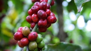 Giá nông sản ngày 20/1/2024: Cà phê đồng loạt tăng, hồ tiêu đạt 82.500 đồng/kg