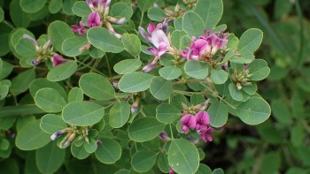 Kim tiền thảo - Đặc điểm, công dụng và bài thuốc trị bệnh