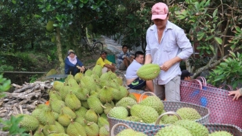 Sầu riêng Việt Nam đổ bộ Trung Quốc, thách thức sầu riêng Thái Lan