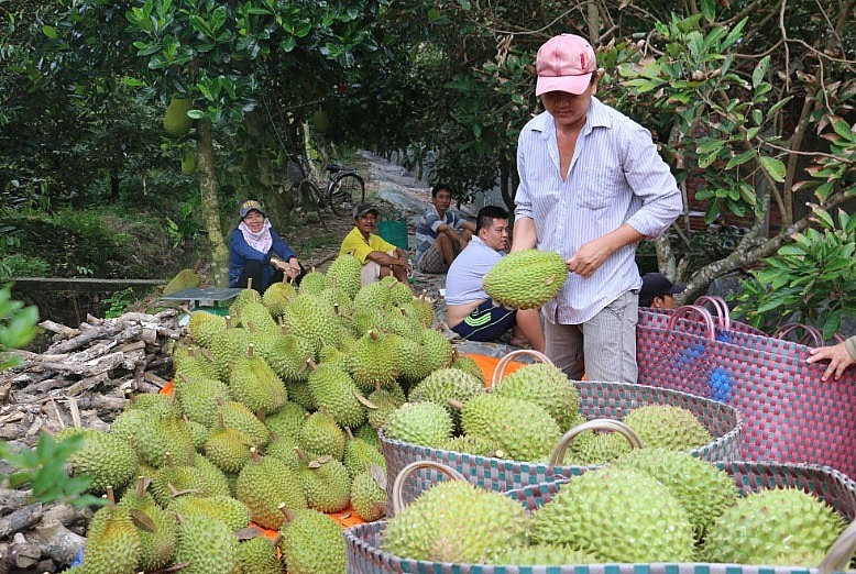 Sầu riêng Việt Nam đổ bộ Trung Quốc, thách thức sầu riêng Thái Lan.