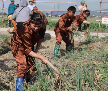 Cần tạo không gian để nâng tầm giá trị cây hành, tỏi Kinh Môn