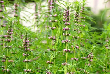 Ích mẫu - Vị thuốc quý cho phụ nữ