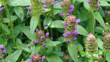 Tác dụng trị bệnh của hạ khô thảo