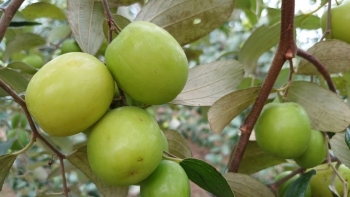 Táo muối Bàng La được "săn lùng" vào dịp Tết