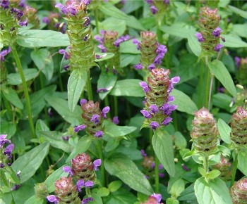 Tác dụng trị bệnh của hạ khô thảo