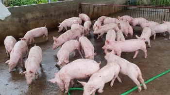 Giá heo hơi hôm nay ngày 23/1/2024: Biến động trên cả 3 miền