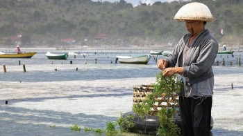 Đưa rong, tảo biển thành một ngành hàng chính trong lĩnh vực thủy sản