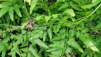 Bài thuốc Đông y từ cây bòng bong