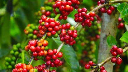 Giá nông sản ngày 23/1/2024: Cà phê tăng mạnh, hồ tiêu cao nhất 82.500 đồng/kg