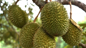 EU cảnh báo vi phạm đối với nông sản Việt: Cần làm gì để xuất khẩu bền vững?