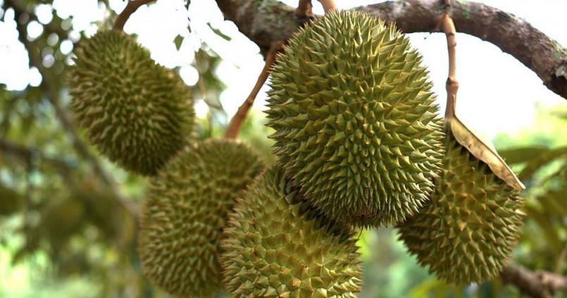 Sầu riêng xuất khẩu sang EU bị đưa vào diện kiểm soát dư lượng thuốc bảo vệ thực vật .