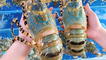 Trung Quốc xem xét tạo cơ chế đặc biệt cho tôm hùm, bỏ lệnh cấm nhập khẩu gia cầm